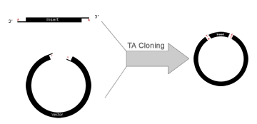 BxSeqTools Ultimate Molecular Cloning Guides - TA Topo Cloning