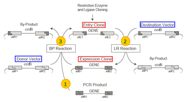 BxSeqTools Ultimate Molecular Cloning Guides - Gateway Cloning